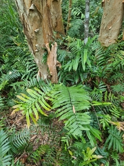 Blechnum camfieldii