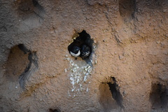 Spermestes fringilloides