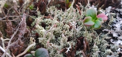 Cladonia bellidiflora