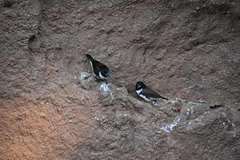 Spermestes fringilloides