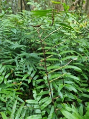 Blechnum camfieldii