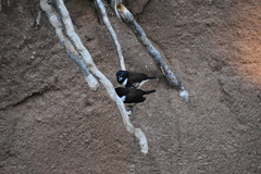 Spermestes fringilloides