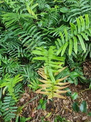 Blechnum camfieldii