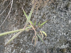 Kalanchoe integra