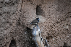 Spermestes fringilloides