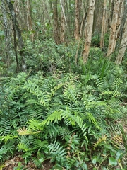 Blechnum camfieldii