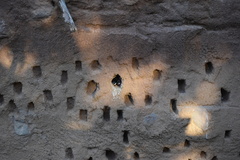 Spermestes fringilloides