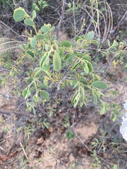 Bauhinia petersiana macrantha