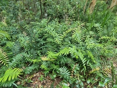 Blechnum camfieldii