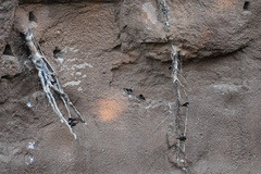 Spermestes fringilloides