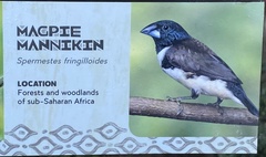 Spermestes fringilloides