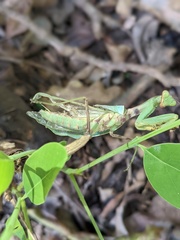 Hierodula tenuidentata