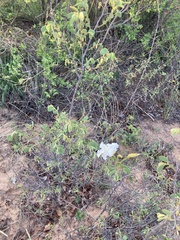 Bauhinia petersiana macrantha