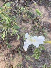 Bauhinia petersiana macrantha