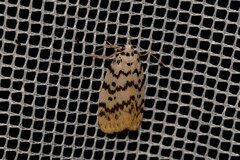 Hectobrocha pentacyma