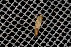 Merocroca automima