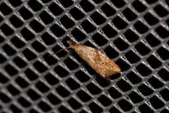 Euphona euphona
