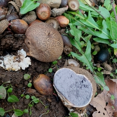 Scleroderma verrucosum