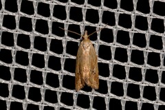 Euphona euphona