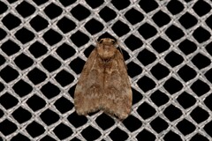 Scaphidriotis xylogramma