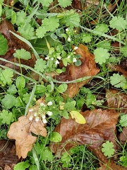 Cardamine flexuosa