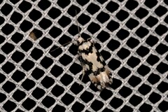 Lichenaula melanoleuca