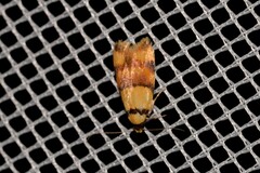 Saphezona pholidoxantha