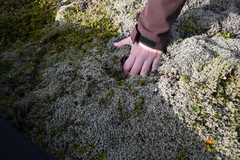 Racomitrium lanuginosum