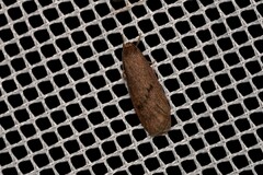 Lambula obliquilinea