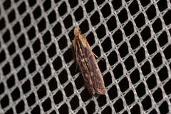 Cathyalia pallicostalis