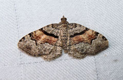 Xanthorhoe packardata