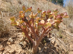 Crassula ovata