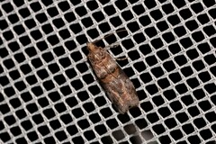 Hypargyria metalliferella
