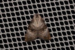 Acatapaustus leucospila