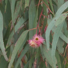 Eucalyptus sideroxylon
