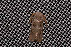 Cryptophasa irrorata