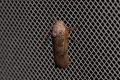 Cryptophasa irrorata