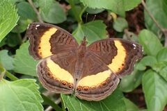 Junonia elgiva