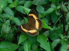 Junonia elgiva