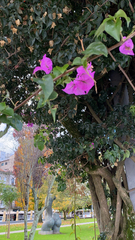 Bougainvillea glabra