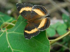 Junonia elgiva