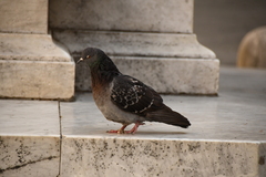 Columba livia domestica