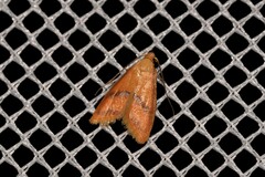 Hapaloteucha paragramma