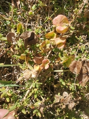 Tetragonia fruticosa