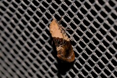Hypertropha chlaenota