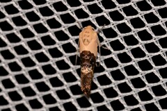 Hypertropha chlaenota