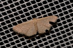 Idaea eretmopus