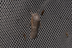 Cryptophasa irrorata