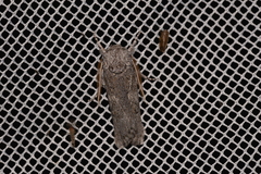 Cryptophasa irrorata