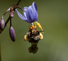Lipotriches australica